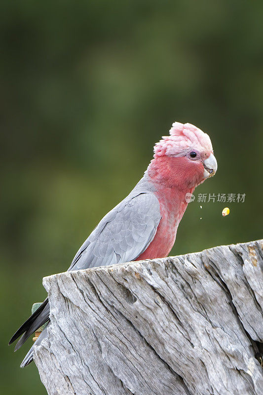 少年拉里(Eolophus roseicapilla)